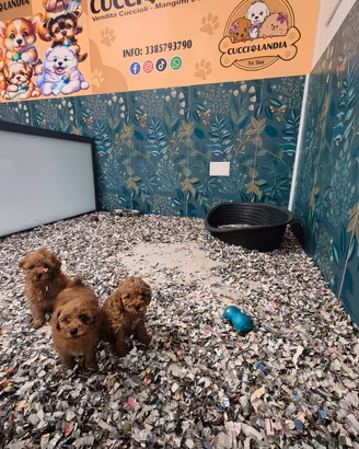 barboncino mini Toy compas klarna scalapay 