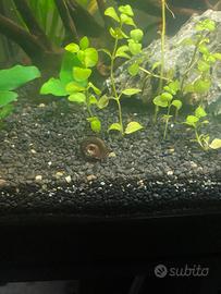 Planobarius Leopard