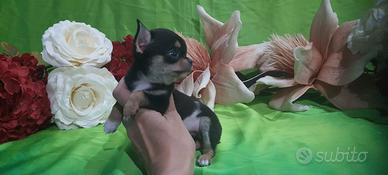chihuahua tascabile micro toy