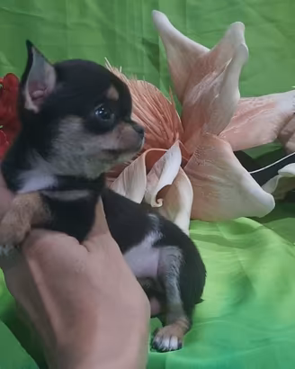 chihuahua tascabile micro toy