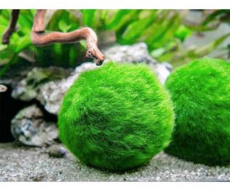 Marimo Cladophora S.cambio