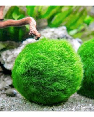 Marimo Cladophora S.cambio