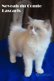 NEVEAH cucciola razza ragdoll con pedigree