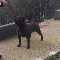 Staffordshire bull terrier