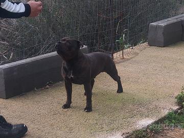 Staffordshire bull terrier