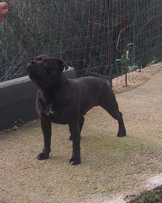 Staffordshire bull terrier