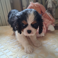 Cavalier king Ciarles Spaniel tricolor