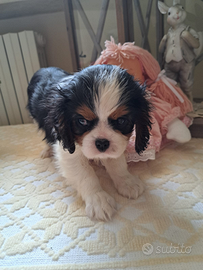 Cavalier king Ciarles Spaniel tricolor
