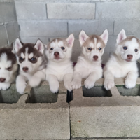 Cuccioli di Siberian Husky