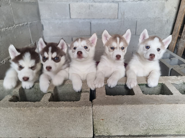 Cuccioli di Siberian Husky