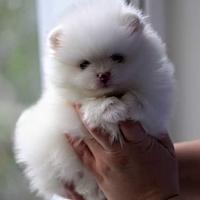 Spitz Pomerania e Barboncino Toy