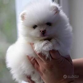 Spitz Pomerania e Barboncino Toy