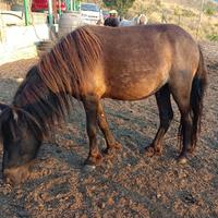 Pony