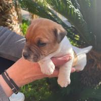 Jack russell