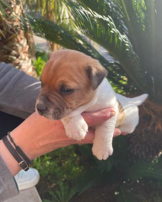 Jack russell