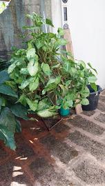 Pianta di Syngonium