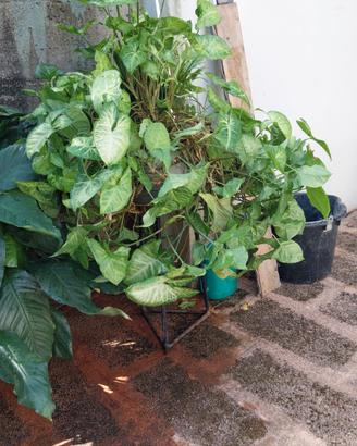 Pianta di Syngonium