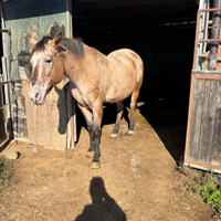 Cavalla Appaloosa