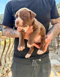 Cuccioli American Pitbull - pronti a 2,5 mesi