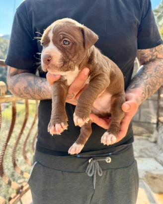 Cuccioli American Pitbull - pronti a 2,5 mesi