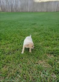 Cucciola