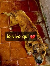 Pedro amstaff 2 anni