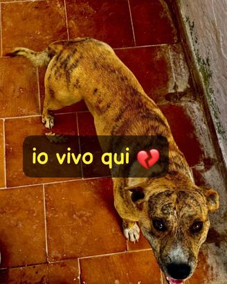 Pedro amstaff 2 anni