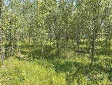 Immobile in asta di 30668 m² a Romanengo