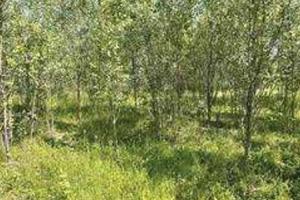 Immobile in asta di 30668 m² a Romanengo