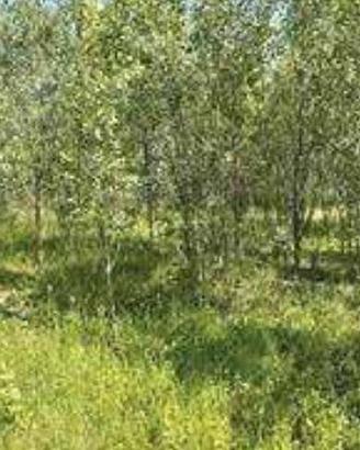 Immobile in asta di 30668 m² a Romanengo