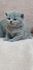 Brutish shortair blue