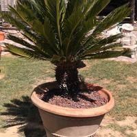 CYCAS 3 Piante grandi 
