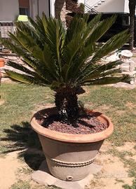 CYCAS 3 Piante grandi 