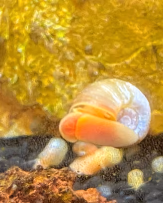 Lumache post-corno (comunemente nota come Ramshorn