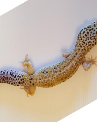 Geco leopardino