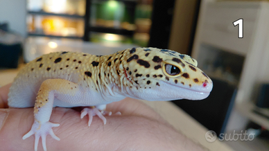 Geco leopardino