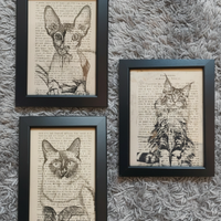 Quadro gatto main coon siamese sphyx