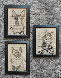 Quadro gatto main coon siamese sphyx