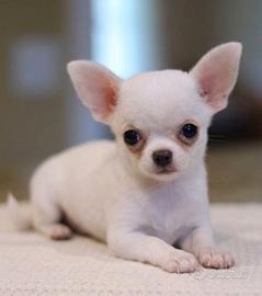 CHIHUAHUA TOY CUCCIOLI pag agevolato