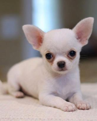 CHIHUAHUA TOY CUCCIOLI pag agevolato
