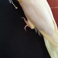 Calopsite allevati a mano