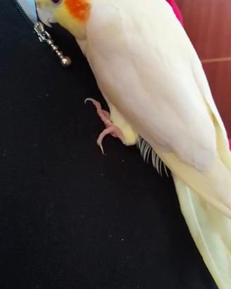 Calopsite allevati a mano