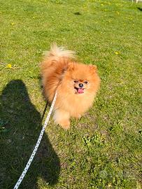 Spitz pomerania 2kg MUSO SCHIACCIATO