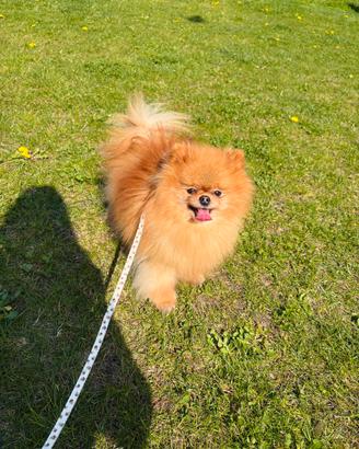 Spitz pomerania 2kg MUSO SCHIACCIATO