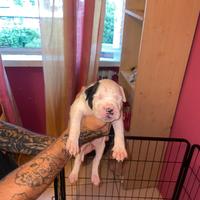 Cuccioli pitbull