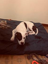 Pitbull cucciolo
