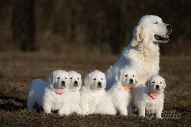 Golden retriever - selezione anglo-americana