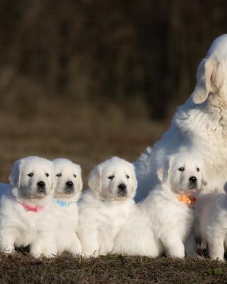 Golden retriever - selezione anglo-americana