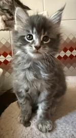Maine coon cucciole