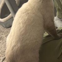 Gatto Siamese